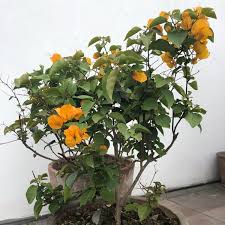 Attracts bees, butterflies, and hummingbirds ; Bougainvillea California Gold Bougainvillea California Gold Uploaded By Nory Rv