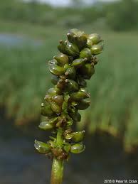 Image result for Potamogeton