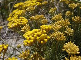 Image result for Helichrysum lastii