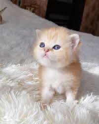 Apushka Paren British Gold Cat Voprosy Po Kotyatam Sotrudnichestve Reklame Direct Kedi Kote Kot Cats Cattery Animals