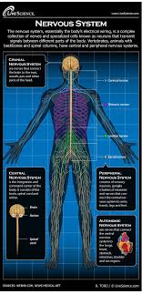 The vertebral column of the lower back includes the five lumbar vertebrae, the sacrum, and the coccyx. Human Nervous System Diagram How It Works Live Science