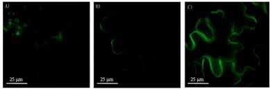 In plant cells, the cell wall gives the cell a rigid, rectangular shape. Novel Fluorescence Arginine Analogue As A Sensor For Direct Identification And Imaging Of Nitric Oxide Synthase Like Enzymes In Plants Scientific Reports