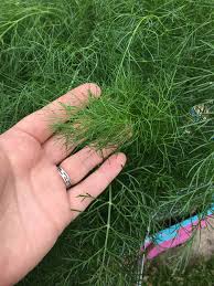 And when the nasty wild plants look appetizing, getting caught in the wilds without food becomes an even more dangerous scenario. Fennel And Dill What S The Difference Homegrown Herb Garden