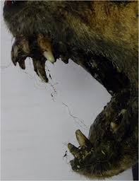 It's up to you to get all these animals on the road to recovery as you build up your veterinary practice! Who Killed My Dog Use Of Forensic Genetics To Investigate An Enigmatic Case Springerlink
