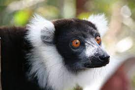 Lemur In Madagascar White Beard Madagascar Animals Lemur Africa Photography