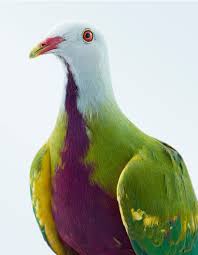 Les Portraits Animaliers De Leila Jeffreys Nous Reconcilient Avec Les Pigeons Doga Ve Kus