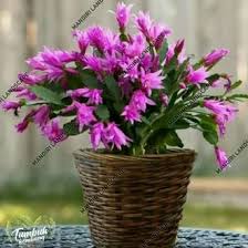 Jual aneka bibit bunga bibit bunga berkualitas harga murah! Jual Beli Bibit Tanaman Bibit Bunga Wijaya Kusuma Produk Bukalapak