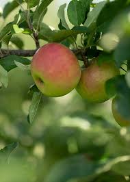 Die ersten quitten sind ende september reif, die letzten sorten werden. Wann Ist Obst Und Gemuse Reif Und Wie Lagere Ich Es Am Besten Freudengarten