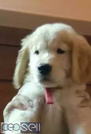 White golden retriever puppies price. Golden Retriever Puppies For Sale Thrissur Free Classifieds