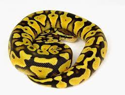 Snakes On Pinterest Ball Python Pet Snake Beautiful Snakes