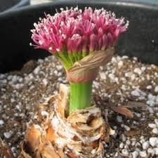 Image result for Ammocharis coranica