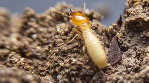 With 32 years as an exterminator in the abilene, texas, area, c.c. Pest Control Company Termite Control Services Abilene Tx A Town Pest Control