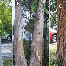 Image result for Eucalyptus torelliana