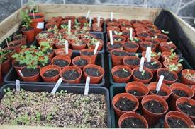 You can find it by the roadside. A Journey Growing Cut Flowers In A Scottish Garden Gardening Know How S Blog
