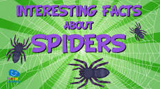 Image result for fun facts about spiders