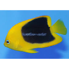 Check spelling or type a new query. Holacanthus Tricolor Rock Beauty Korallen Outlet Wholesale And Re 99 90