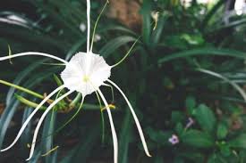 Marathi names are used by the marathi people in western india. Spider Lily Crinum Asiaticum Uses Research Remedies Medicines Easy Ayurveda