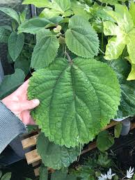 Image result for Boehmeria macrophylla