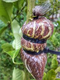 For trees up to the age of five, you can graft all of the branches at once. Air Layering Citrus Trees Marcotting Gardening