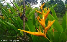 Bunga lily mempunyai lebih dari 100 spesies, nama ilmiah tanaman ini adalah hemerocallis lilioasphodelus lini. Bunga Pisang Tasbih Steemit