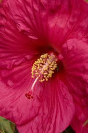 Image result for Hibiscus physaloides