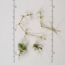 Image result for Najas horrida