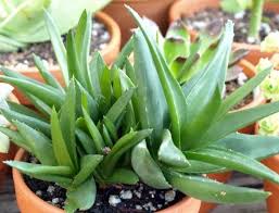 Image result for Asphodelaceae