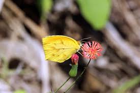 Image result for Eureiandra sp. A