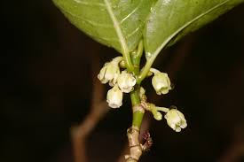 Image result for Rinorea