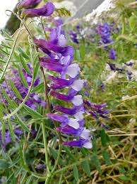 Image result for Vicia villosa