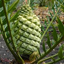 Image result for Encephalartos ngoyanus