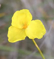 Image result for Xyris elegantula