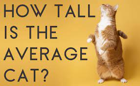 How Tall Is The Average Cat Catwiki