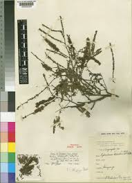 Image result for Newtonia hildebrandtii