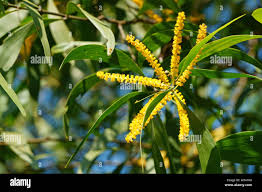 Image result for Acacia auriculiformis