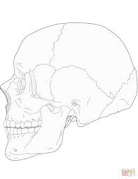Human Skull Side View Coloring Page From Anatomy Category Select From 29189 Printable Crafts Of Cartoons Na Human Skull Anatomy Skull Anatomy Biology Drawing