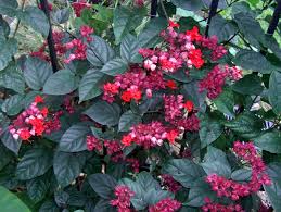 Image result for Clerodendrum fuscum