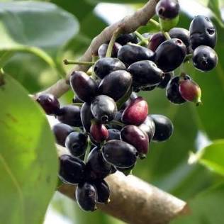 Jamun (Syzygium cumini) fruit cluster, AI generated