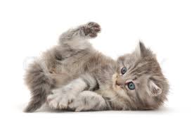 We breed selectively for temperament and health and beauty. Kitten On A White Background Stock Image Colourbox