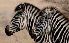 Fond ecran animaux,voici les 18 meilleurs telechargement de fonds ecran animaux !. Fonds D Ecran Animaux Sauvages Gratuits