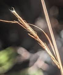 Image result for Schizachyrium platyphyllum