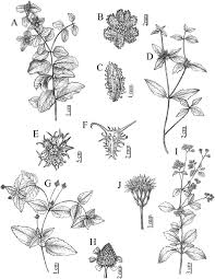 Image result for Acanthospermum