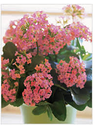 Unusual houseplants you didn't know existed. Learn How To Care For House Plants Teleflora