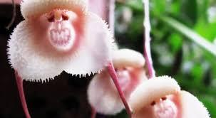 Earth's Most Beautiful Orchids Gallery ...