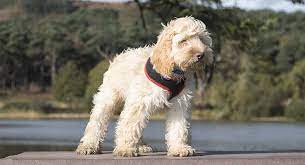 The cockapoo is a famous poodle mix (or doodle) that is loved for its friendly demeanor and fluffy, adorable looks. Best Harness For A Cockapoo Walking Your Dog In Comfort