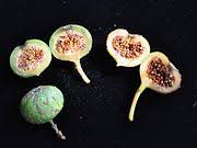 Hasil gambar untuk BUAH Lo dibelah
