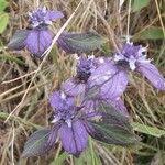 Image result for Haumaniastrum