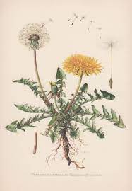 Resultats De Recherche D Images Pour Dandelion Anatomy Botanical Prints Botanical Drawings Vintage Botanical Prints
