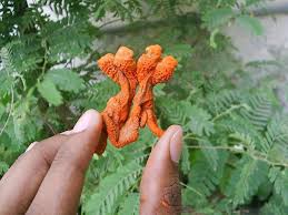 Powerful Magic I M Divulging A Secret Here Maybe I By Elisabeth Khan Crossin G Enres Hatha jodi was marketed as the root of a rare tree. powerful magic i m divulging a secret