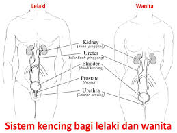 Kondisi ini bisa terasa sebagai rasa nyeri, tidak nyaman dan perih jika sakit saat kencing terjadi pada awal atau saat buang air kecil, ini kemungkinan menunjukkan adanya penyakit pada uretra (saluran kemih dari. Pundi Kencing Wannura Terapi